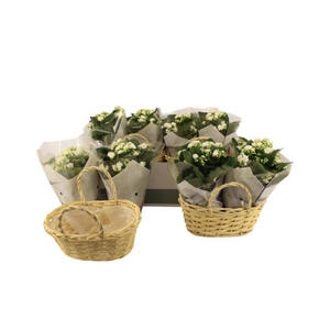 KAL GE PERFECTA WHIT