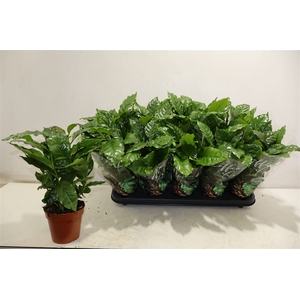 arr8 Coffea Arabica