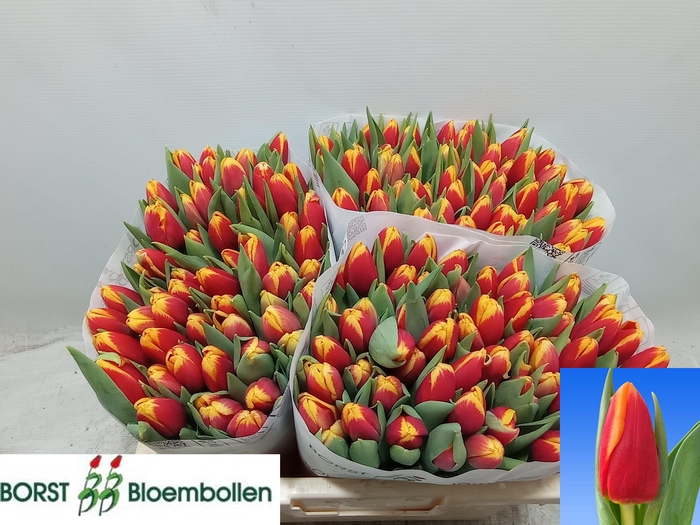 <h4>TU EN SPIRIT</h4>