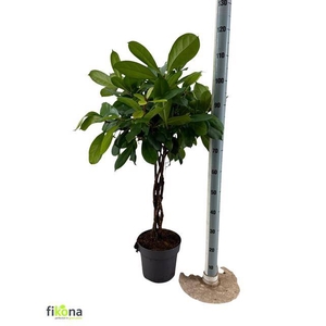 FICUS CYATHISTIPULA
