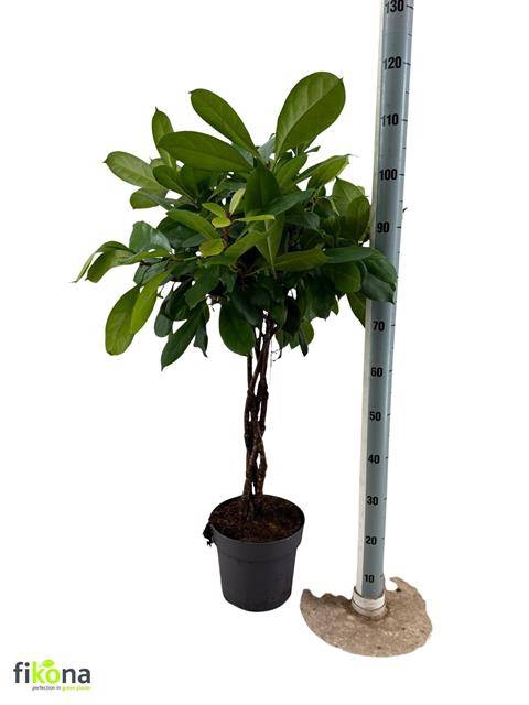 <h4>FICUS CYATHISTIPULA</h4>