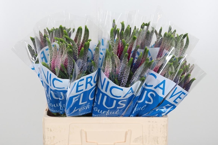 <h4>Veron Smart Col Gem</h4>