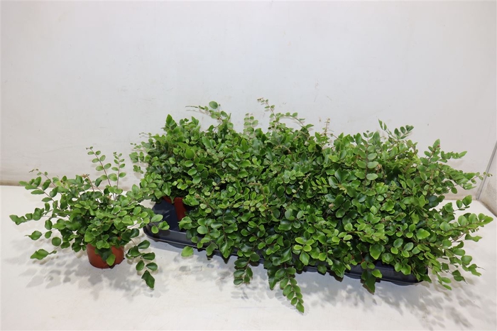 <h4>Pellaea Rotundifolia</h4>