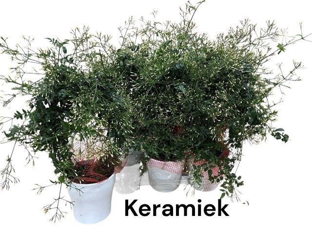 <h4>JASM POLYANTHUM WIT</h4>