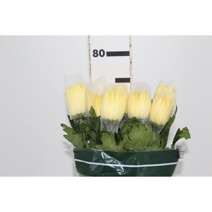 ANASTASIA SUNNY 080 CM AMARELO