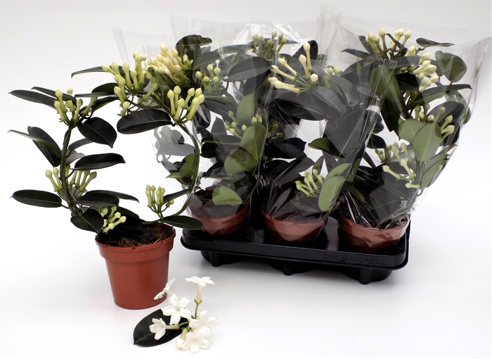 <h4>STEPH FL OV</h4>