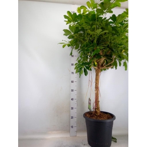 Schefflera arbor. 'Gold Capella'