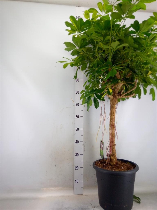 <h4>Schefflera arbor. 'Gold Capella'</h4>