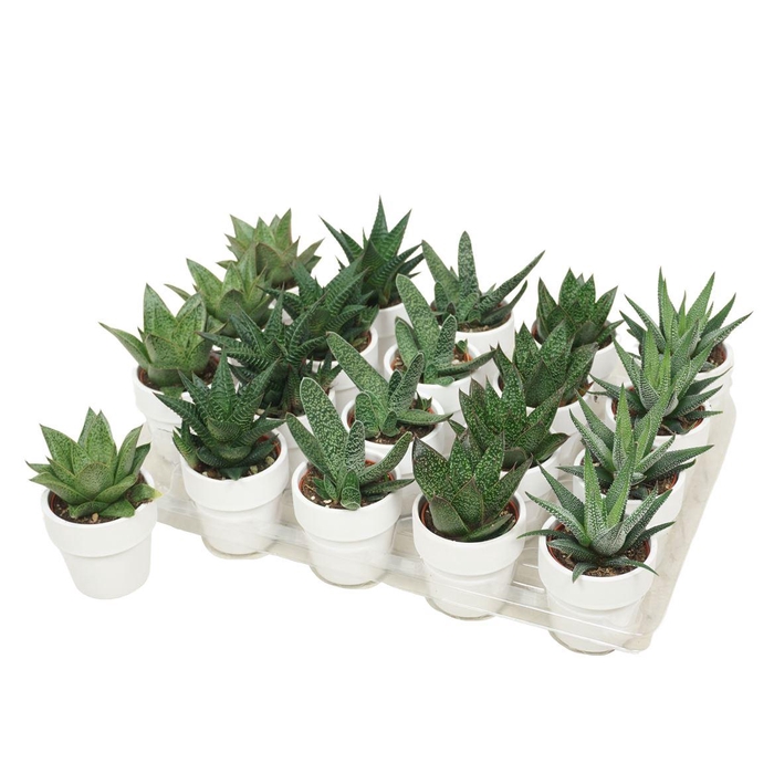 <h4>Aloe - Haworthia Gemengd Keramiek Wit</h4>