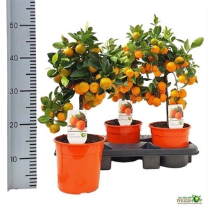 CITR MICROCARPA