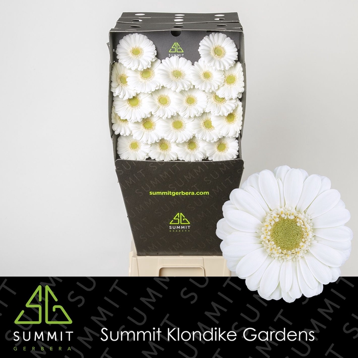 <h4>Germini Albino Diamond per kaart</h4>