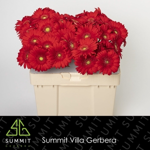 Gerbera Carambole Water