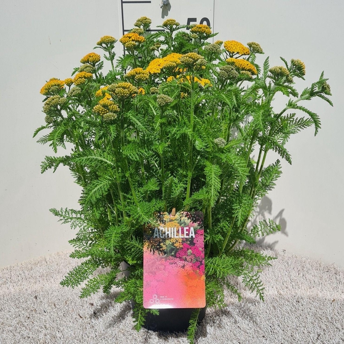 <h4>Achillea Skysail Yellow P19</h4>