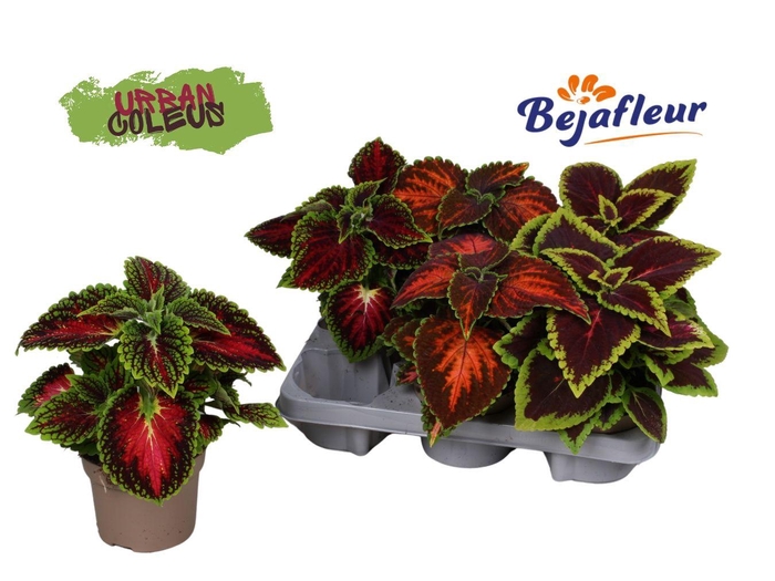 <h4>Coleus Urban Mix 12cm</h4>
