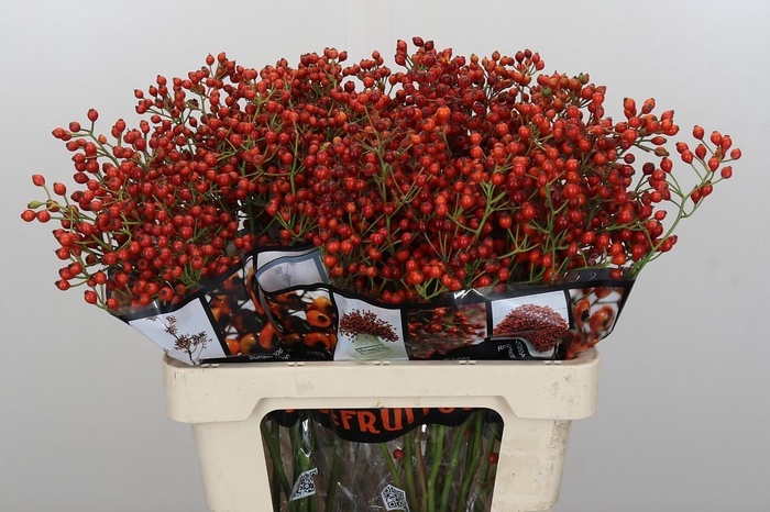 <h4>ROSA AUT ROSEFRUITS</h4>