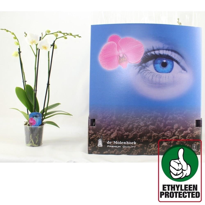 <h4>PHAL AN NOTTINGHAM</h4>