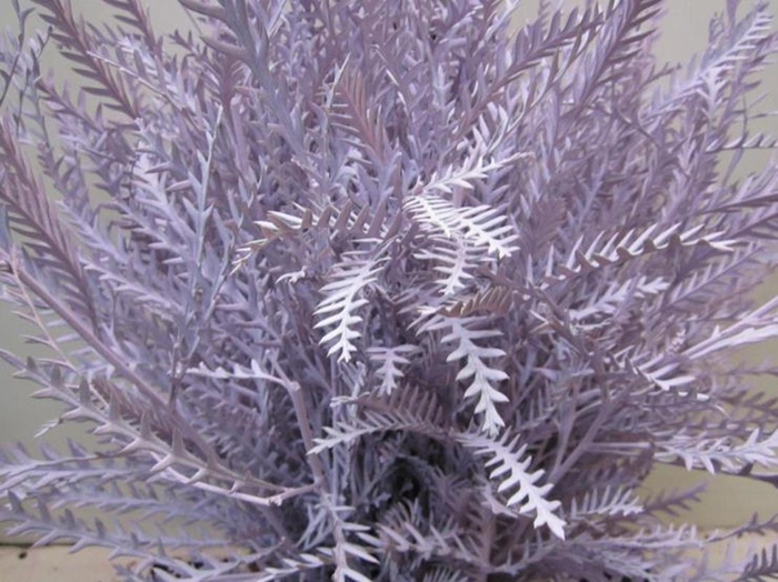 <h4>Ivanhoe Licht Milka</h4>