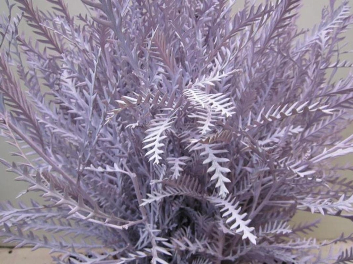 <h4>Ivanhoe Licht Milka</h4>