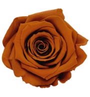 <h4>Roos XL cly-01</h4>