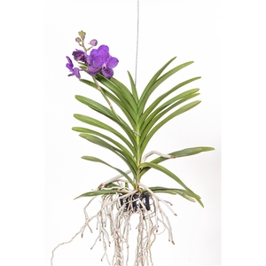 Vanda Tayanee Blue Medium