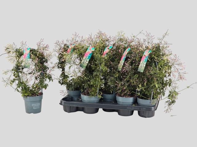 <h4>JASM POLYANTHUM WIT</h4>