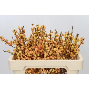 Ilex Julia