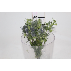 ERYNGIUM 040 CM