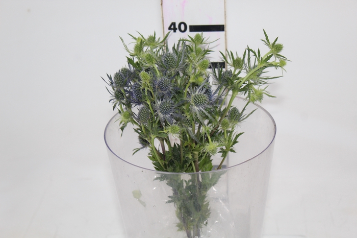 <h4>ERYNGIUM 040 CM</h4>