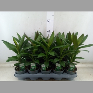 Codiaeum var. KL 'Sunny Star'