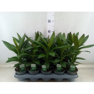 Codiaeum var. KL 'Sunny Star'