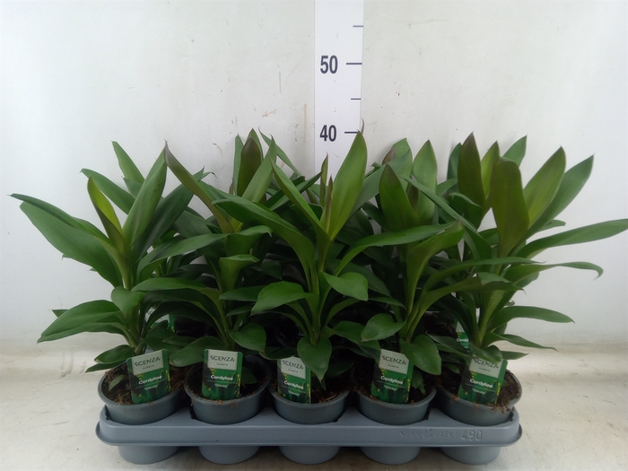 <h4>Codiaeum var. KL 'Sunny Star'</h4>