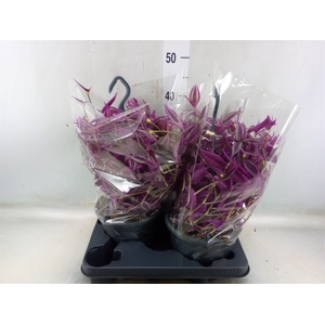 Tradescantia zebr. 'Pink Paradise'