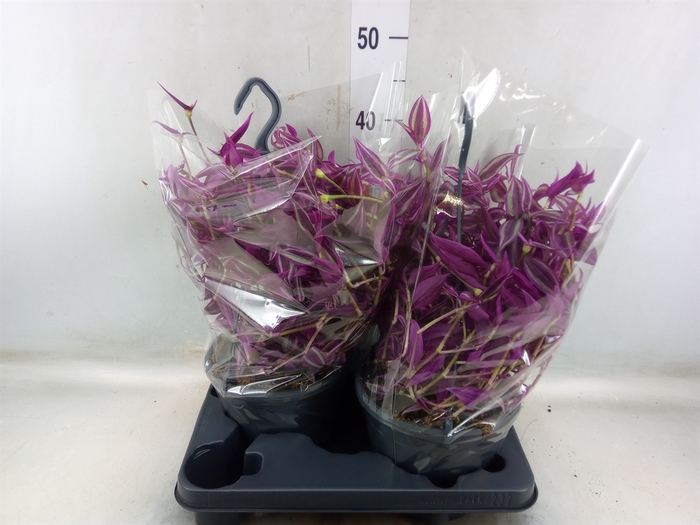 <h4>Tradescantia zebr. 'Pink Paradise'</h4>