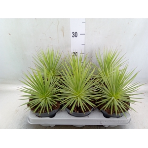 Agave stricta 'Nana'