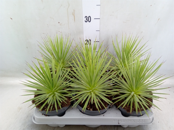 <h4>Agave stricta 'Nana'</h4>