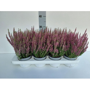 Calluna vulg. 'Beauty L Linda'