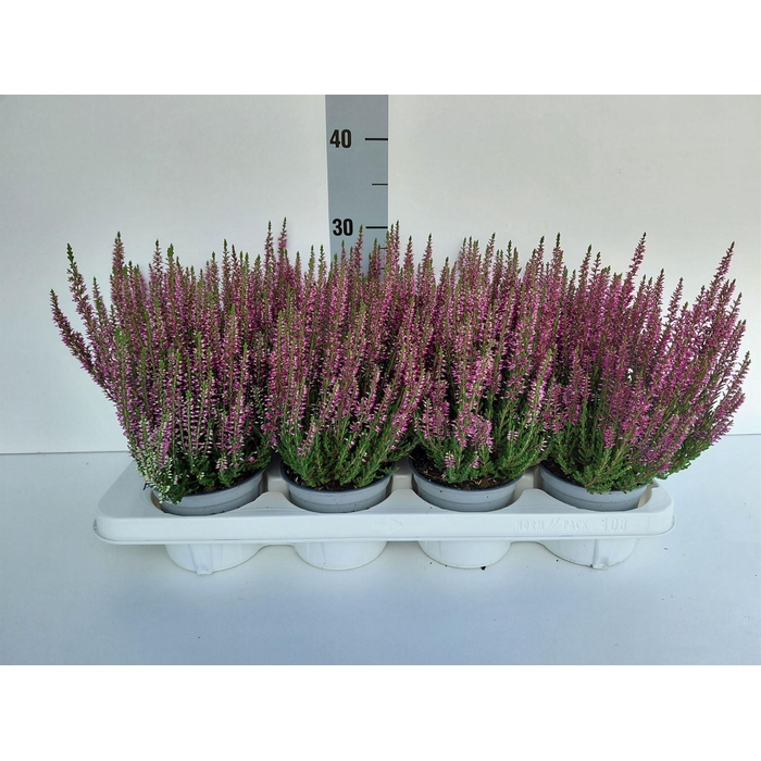 <h4>Calluna vulg. 'Beauty L Linda'</h4>