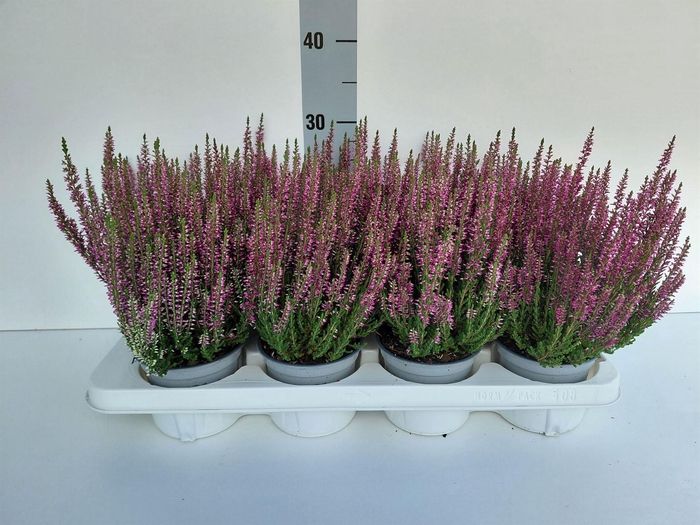 Calluna vulg. 'Beauty L Linda'