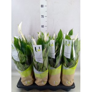Spathiphyllum  'Strauss'