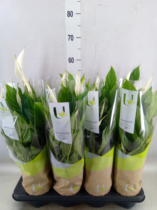 <h4>Spathiphyllum  'Strauss'</h4>