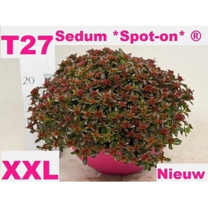 SEDUM SPU SPOT D ROS
