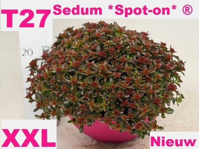 <h4>SEDUM SPU SPOT D ROS</h4>