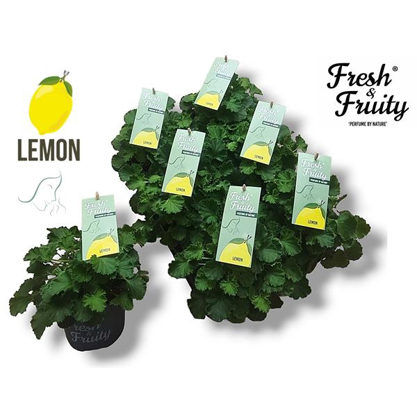 <h4>Pel. Fresh&Fruity® Lemon Fresh</h4>