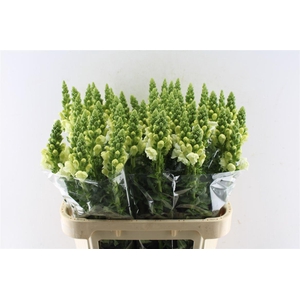 Antirrhinum Antibes White