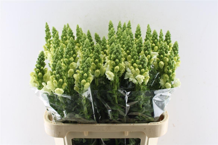 <h4>Antirrhinum Antibes White</h4>