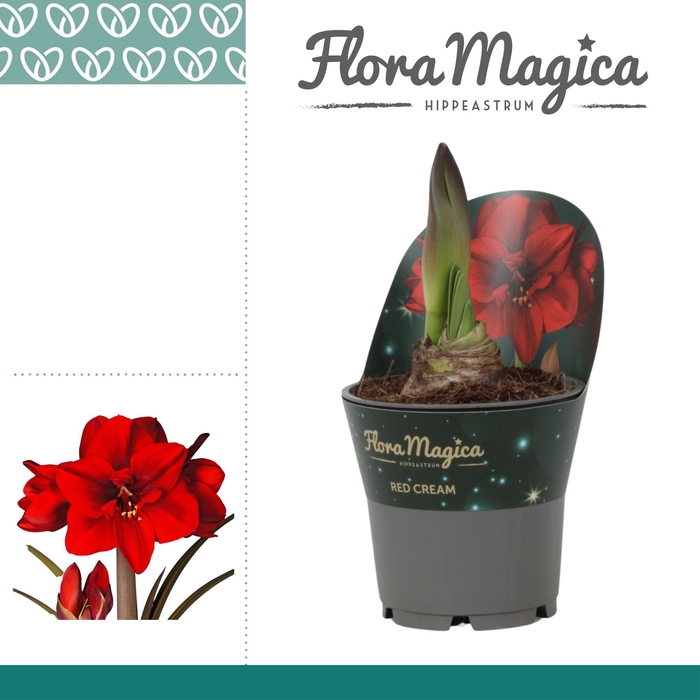 <h4>Amaryllis Red Cream in Potkraag</h4>