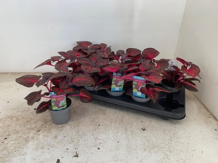 <h4>IRESINE R REDSTAR</h4>