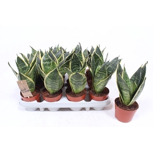 Sansevieria trifa. 'Golden Hahnii'