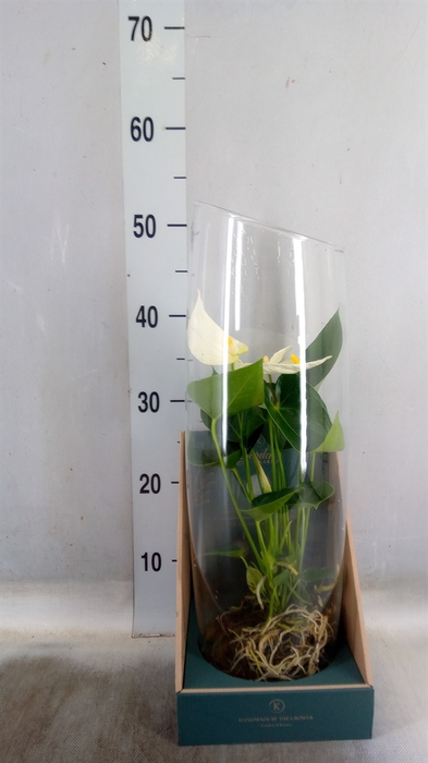<h4>Anthurium  'Karma White'</h4>
