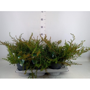 Juniperus communis 'Repanda'